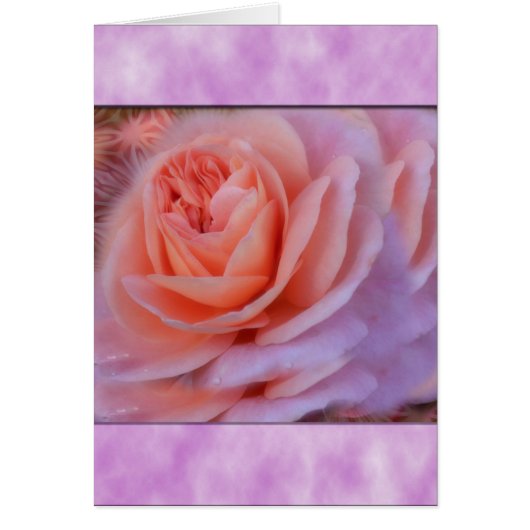 Single Peach Rose Cards (Front)