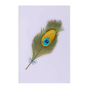 Single Peacock Feather Drawing Acrylic Print