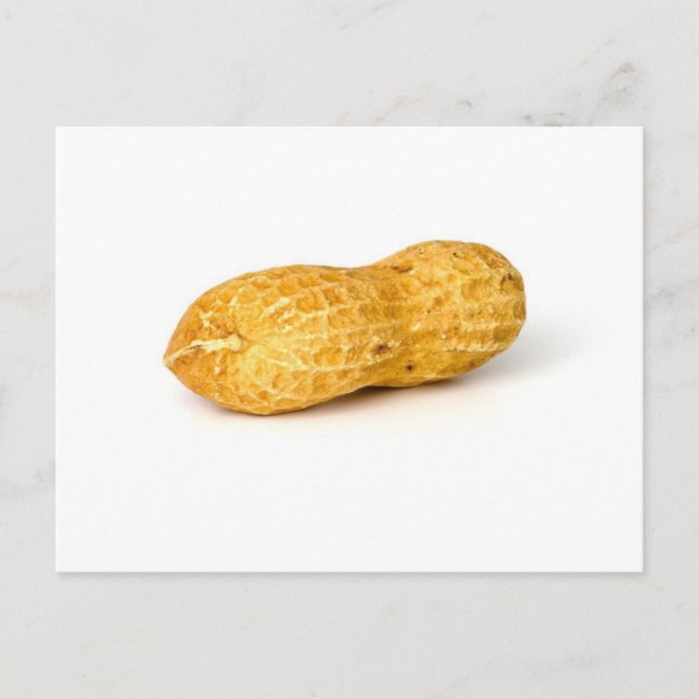 Single Peanut On White Background Postcard (Front)
