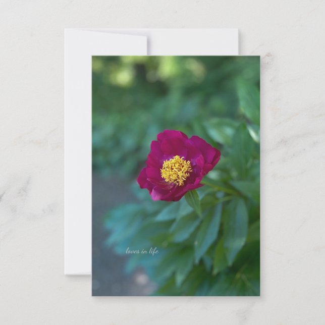 Single Peony Note Card (Front)