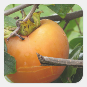 Single persimmon fruit on the tree in leaves square sticker