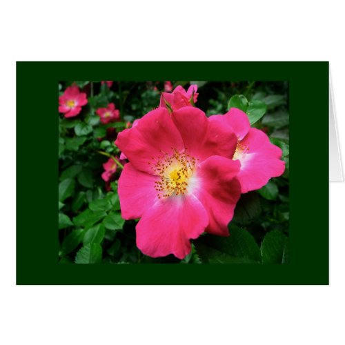 Single Petal Rose Blank Card