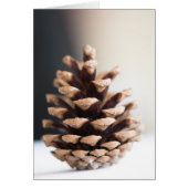 Single pinecone (Front)