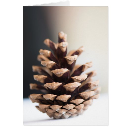 Single pinecone cards (Front)