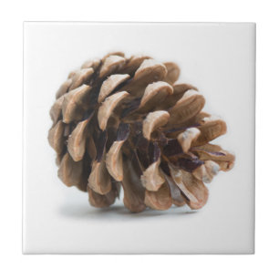 Single pinecone ceramic tile