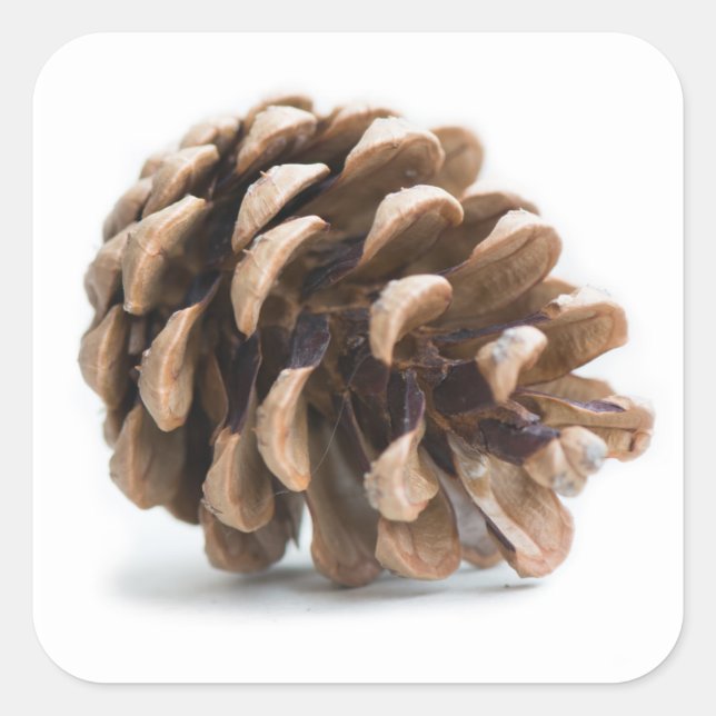 Single pinecone square sticker (Front)