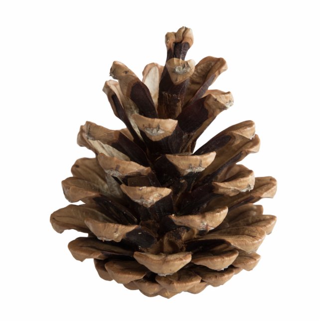 Single pinecone statuette (Front)