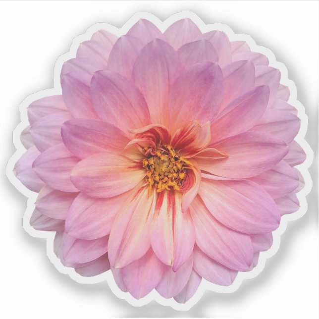 Single Pink and Purple Zinnia Flower Sticker (Front)
