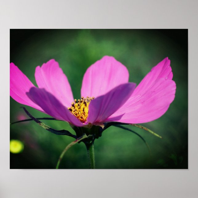 Single Pink Cosmos Flower In Bloom Poster (Front)