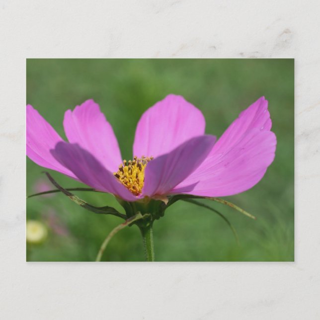 Single Pink Cosmos Flower Postcard (Front)