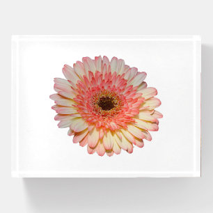 Single pink gerber flower paperweight