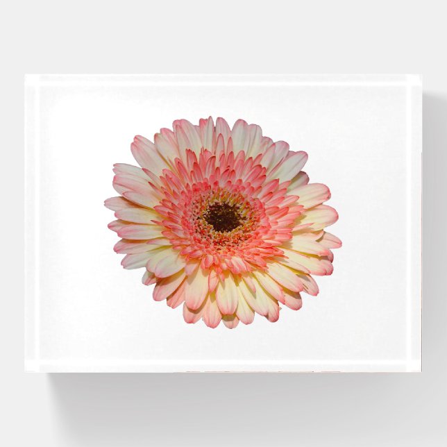 Single pink gerber flower paperweight (Front)
