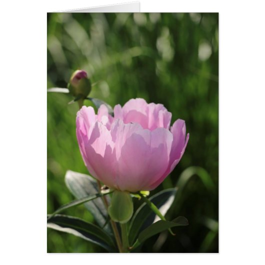 Single Pink Peony Cards (Front)