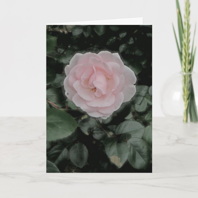 Single Pink Rose Anniversary Card (Front)
