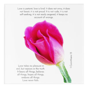 Single pink rose bloom on white, Corinthians Verse Acrylic Print