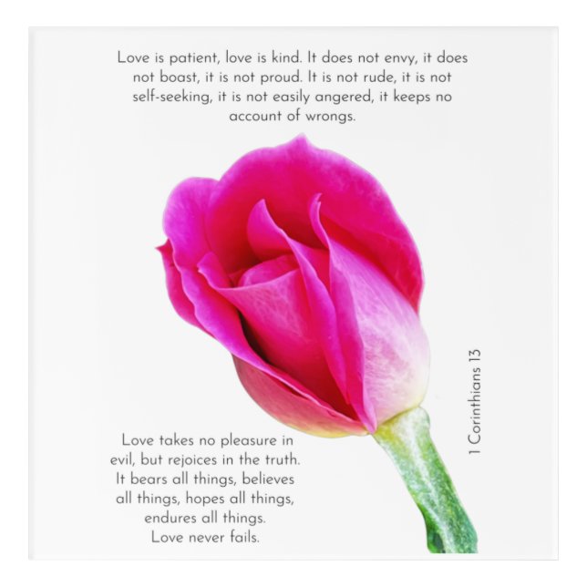 Single pink rose bloom on white, Corinthians Verse Acrylic Print (Front)