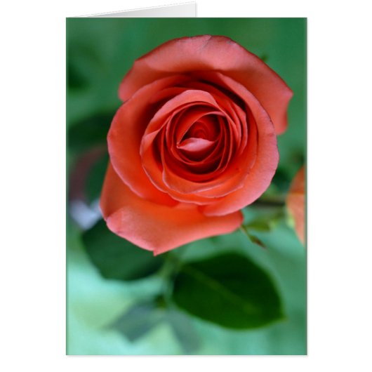 Single pink rose cards (Front)
