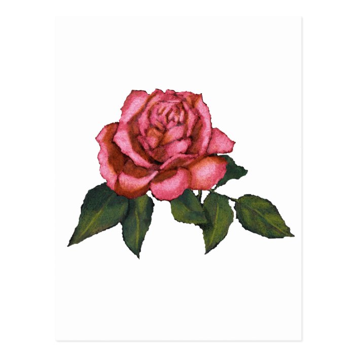 Single Pink Rose Color Pencil Drawing Art Postcard Zazzle Com