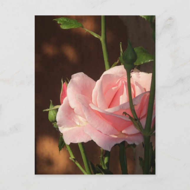 single pink rose in the afternoon postcard (Front)