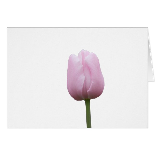 Single Pink Tulip Bud with Poem (Front Horizontal)