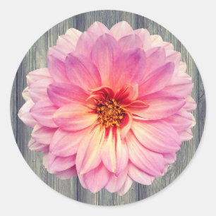 Single Pink Zinnia Flower on Gray Wood Classic Round Sticker