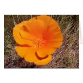 Single Poppy (Front Horizontal)