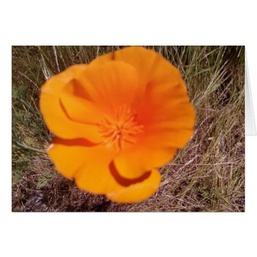 Single Poppy Cards (Front Horizontal)