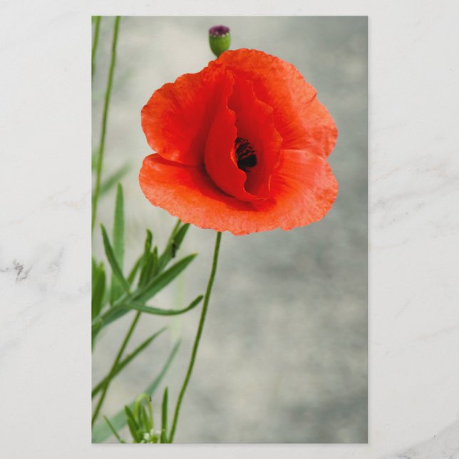 Single poppy flower photo flyer (Front)