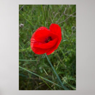 Single poppy flower photo poster