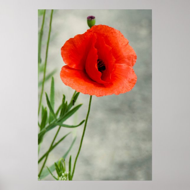 Single poppy flower photo poster (Front)