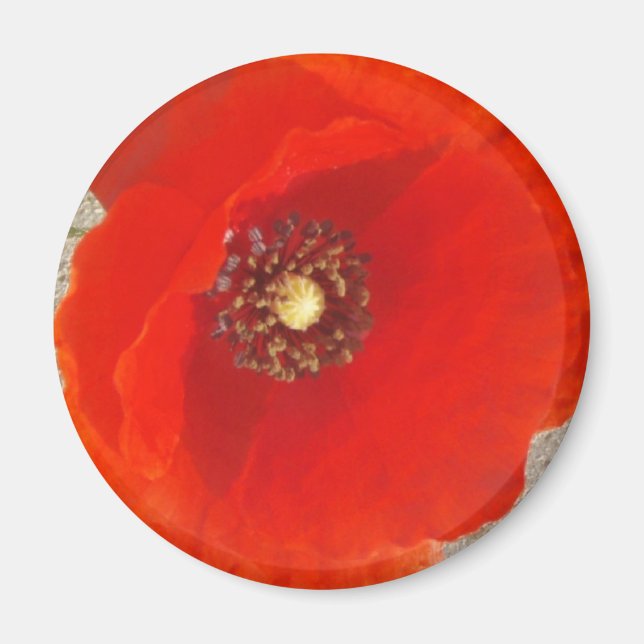 Single Poppy Magnet (Front)