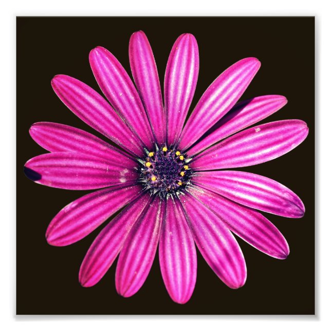 Single Purple African Daisy Flower 8x8 Photo Print (Front)