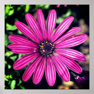 Single Purple African Daisy Flower Poster