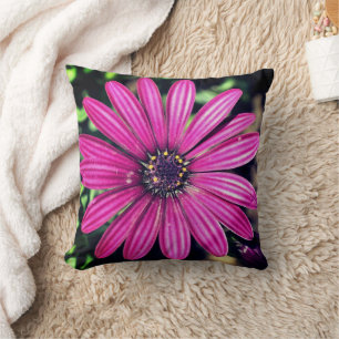 Single Purple African Daisy Flower   Throw Pillow
