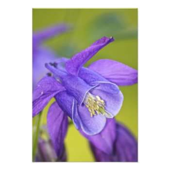 Single Purple Columbine Flower Photo Print by InnerEssenceArt at Zazzle