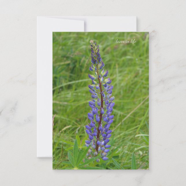 Single Purple Lupine Note Card (Front)