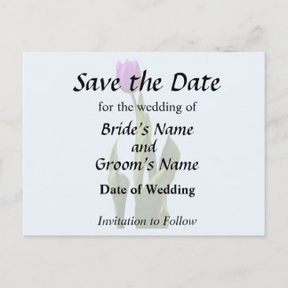 Single Purple Tulip Announcement Postcard