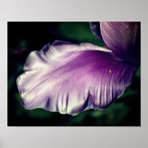 Single Purple Tulip Flower Petal Close Up Poster