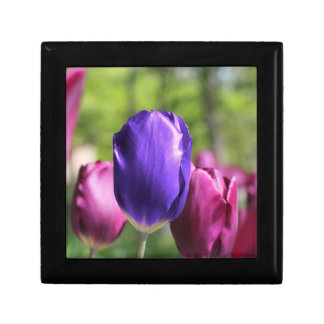 Single Purple Tulip Gift Box