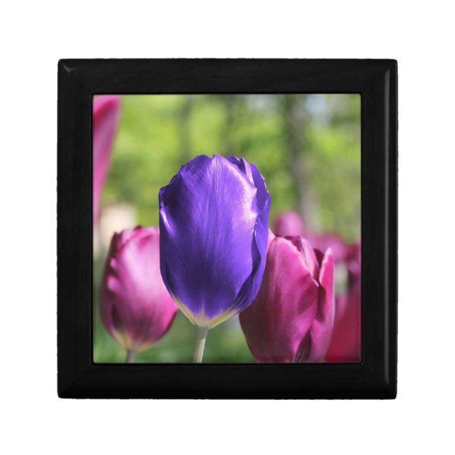 Single Purple Tulip Gift Box (Front)