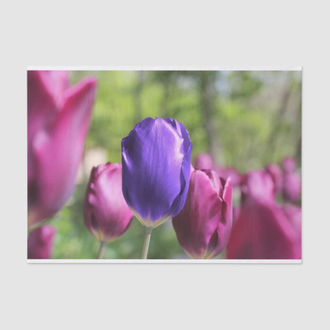Single Purple Tulip Tissue Paper (Front)