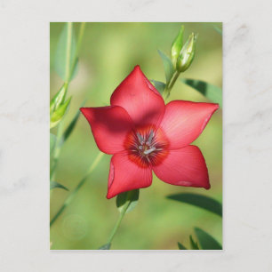 Single Red Flower on Green Postcard