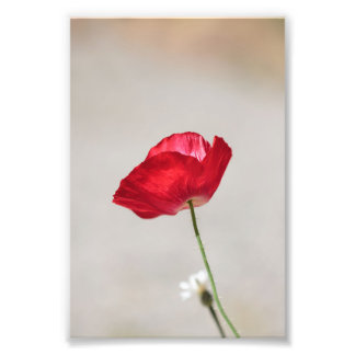 Single Red Poppy Flower in Summer Photo Print