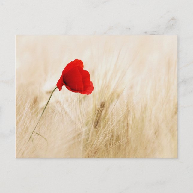 Single Red Poppy in a Grassy Field Postcard (Front)