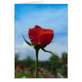 Single Red Rose and Blue Sky (Front)