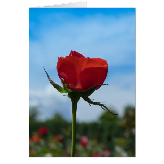 Single Red Rose and Blue Sky Cards (Front)