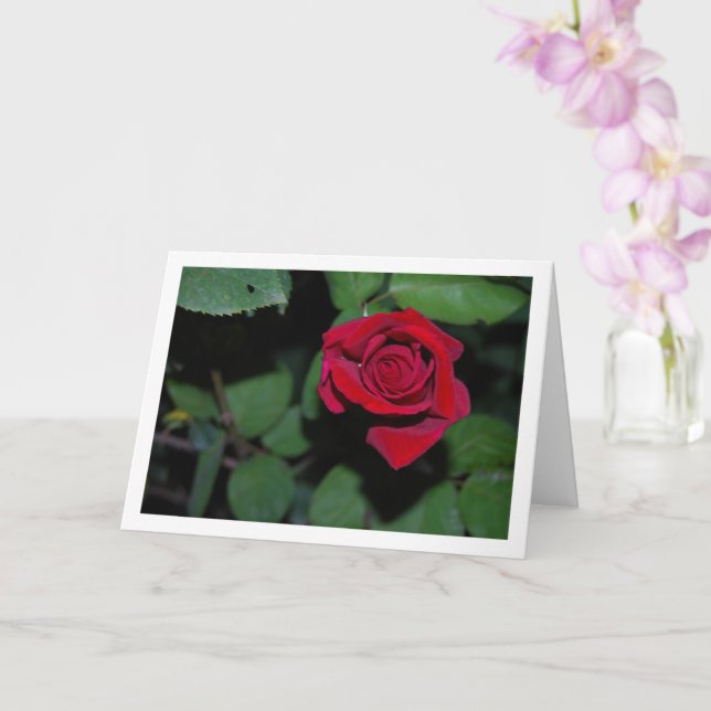 Single Red Rose and Green Leaves Card (Orchid)