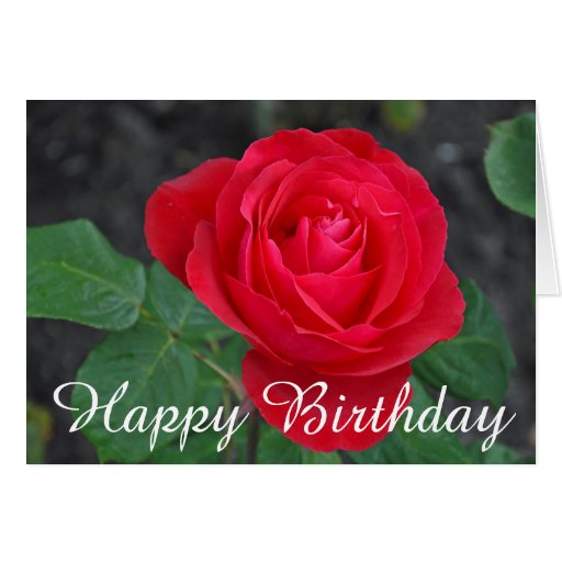 New 80 Card Rose Birthday