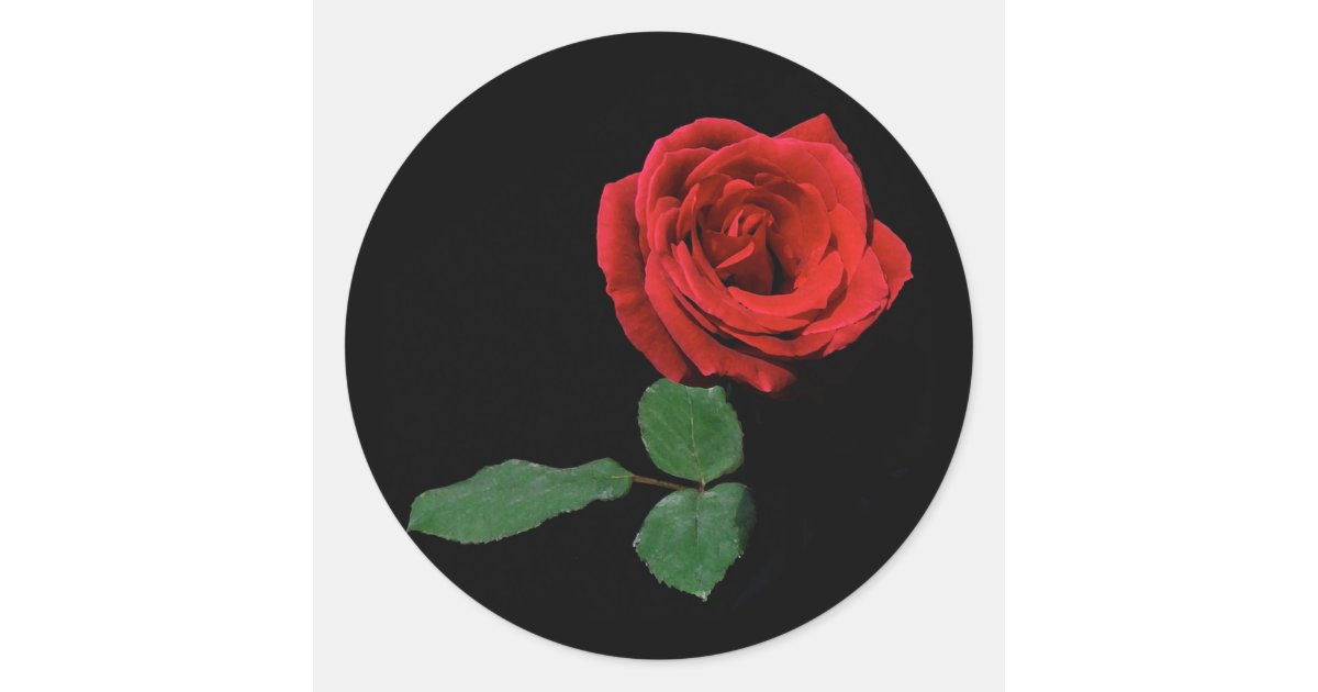Single Rose Sticker Single Red Rose Classic Round Sticker | Zazzle