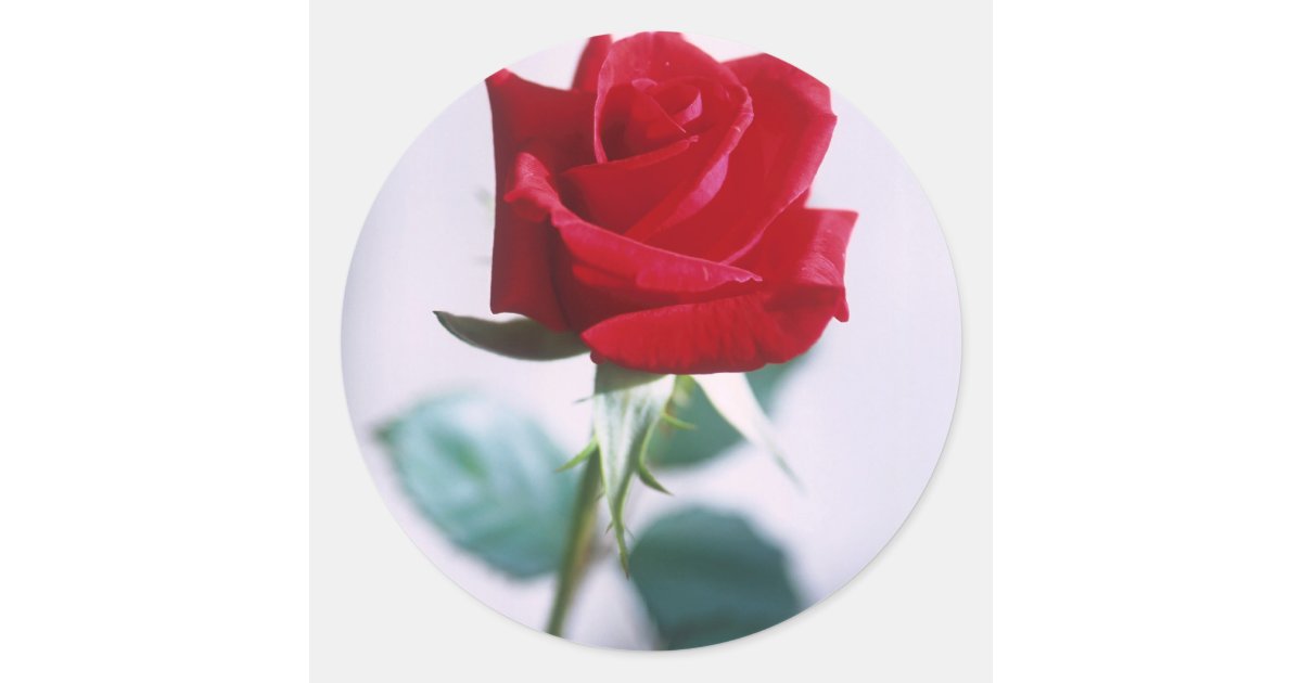 Single Rose Sticker Single Red Rose Flower Classic Round Sticker | Zazzle